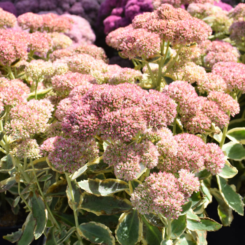 SEDUM FROSTED FIRE