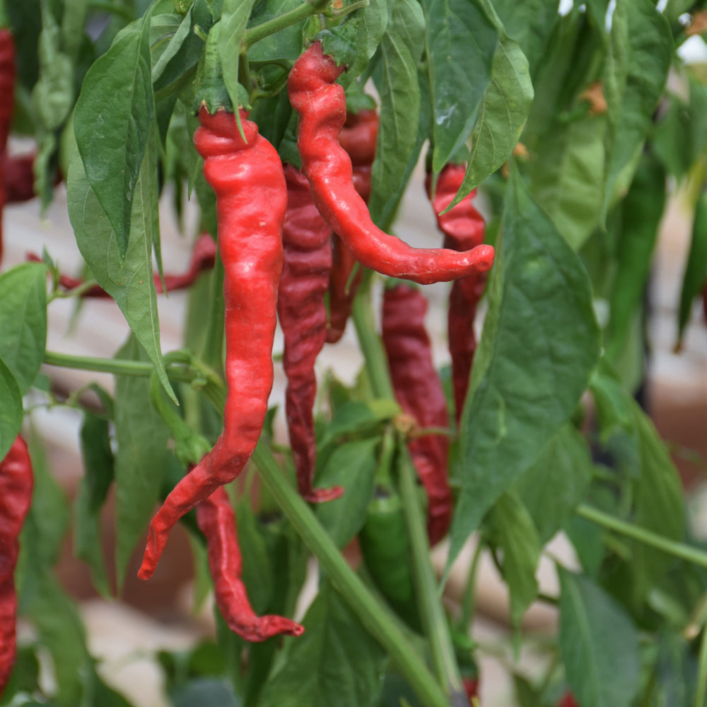 Seed- Hot Pepper Long Red Cayenne