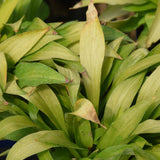 HOSTA MUNCHKIN FIRE