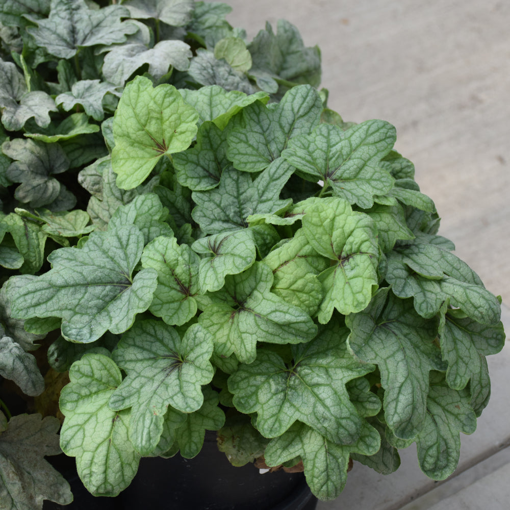 HEUCHERELLA PINK FIZZ