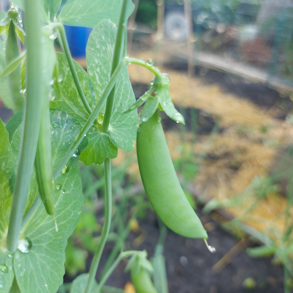 Seed- Snap Pea Sugar Snap Vine