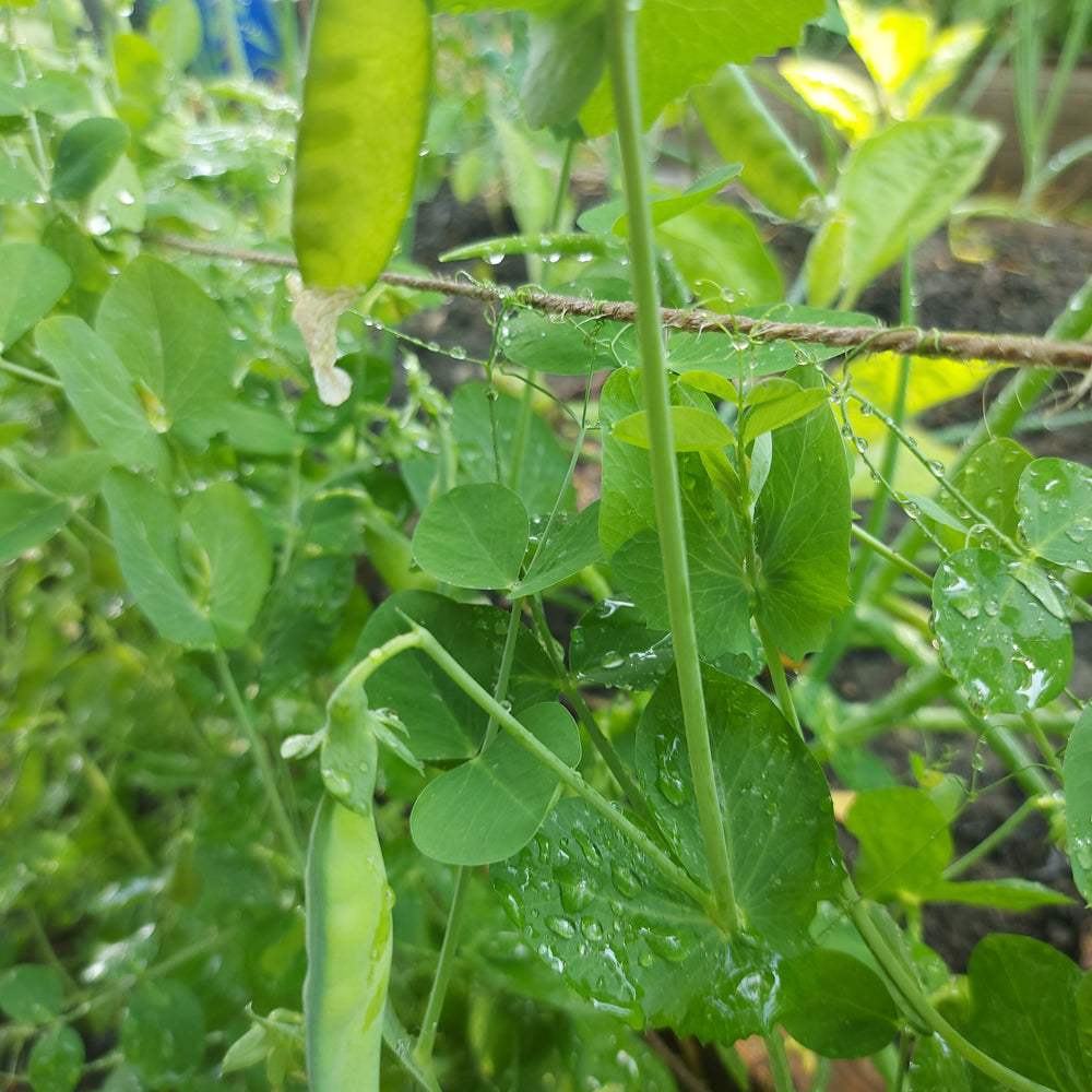 Seed- Snap Pea Sugar Lace II