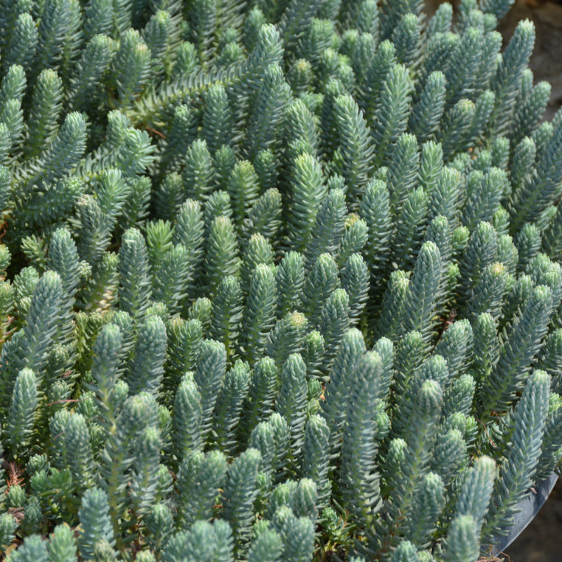 SEDUM REFLEXUM