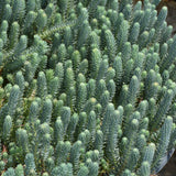 SEDUM REFLEXUM