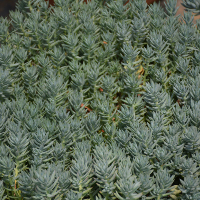 SEDUM REFLEXUM