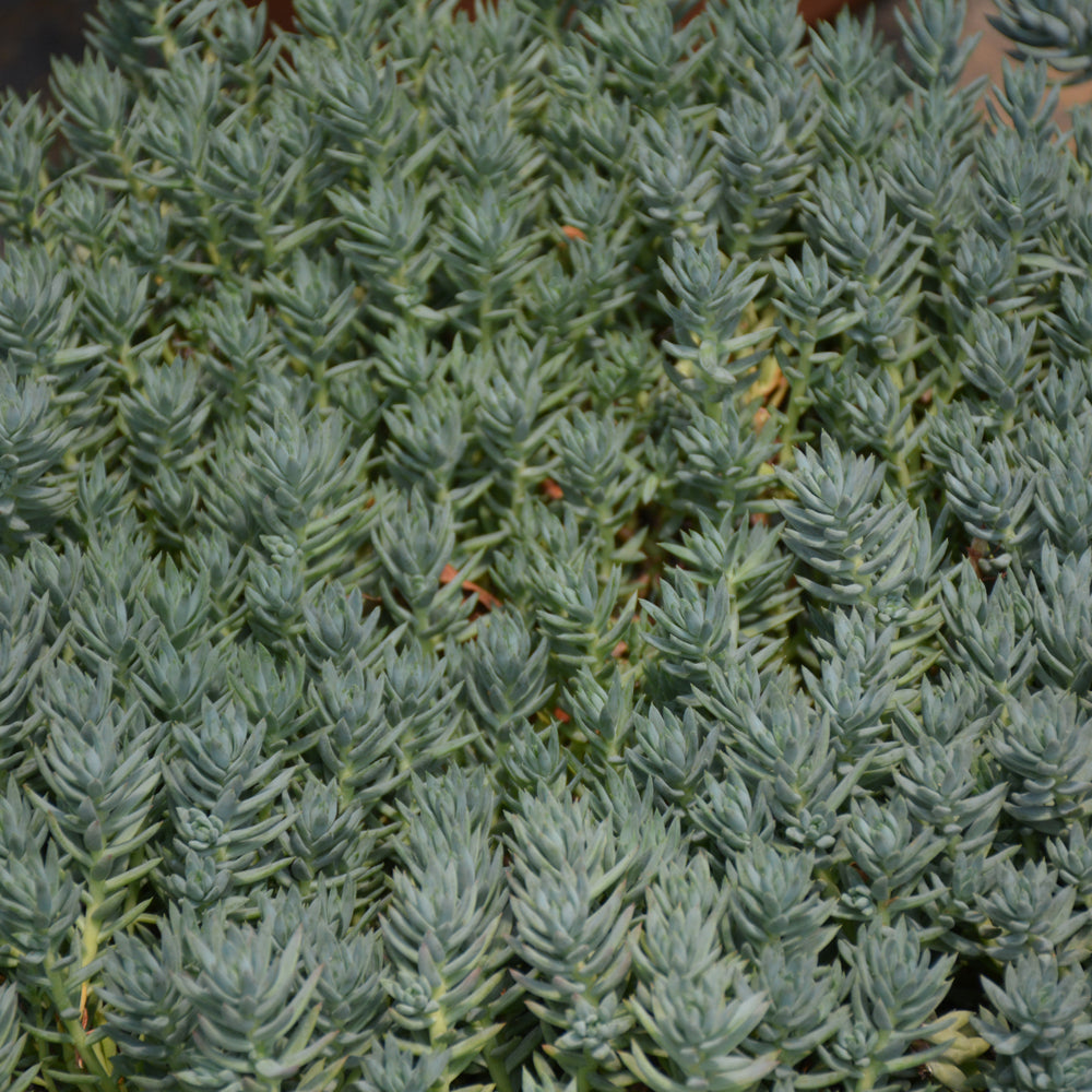 SEDUM BLUE SPRUCE