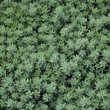 SEDUM BLUE SPRUCE