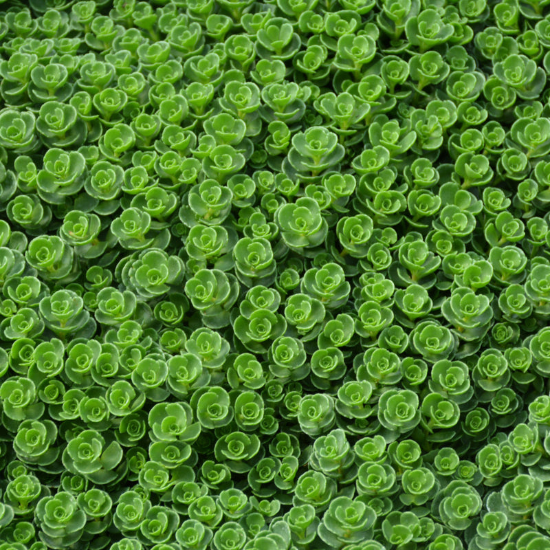 SEDUM SPURIUM JOHN CREECH