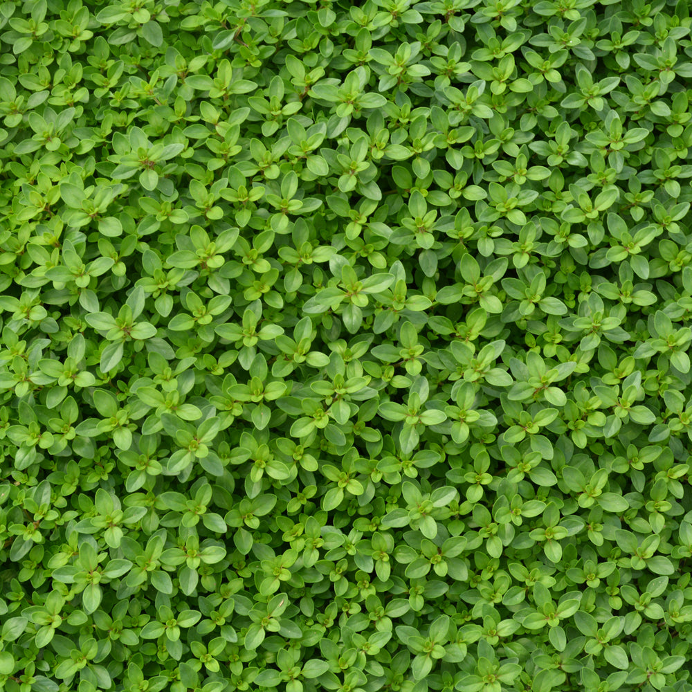 Seed - Creeping Thyme Thymus Serpyllum