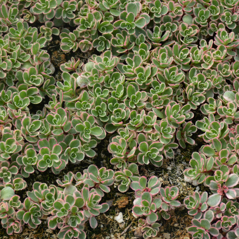 SEDUM SPURIUM TRICOLOR