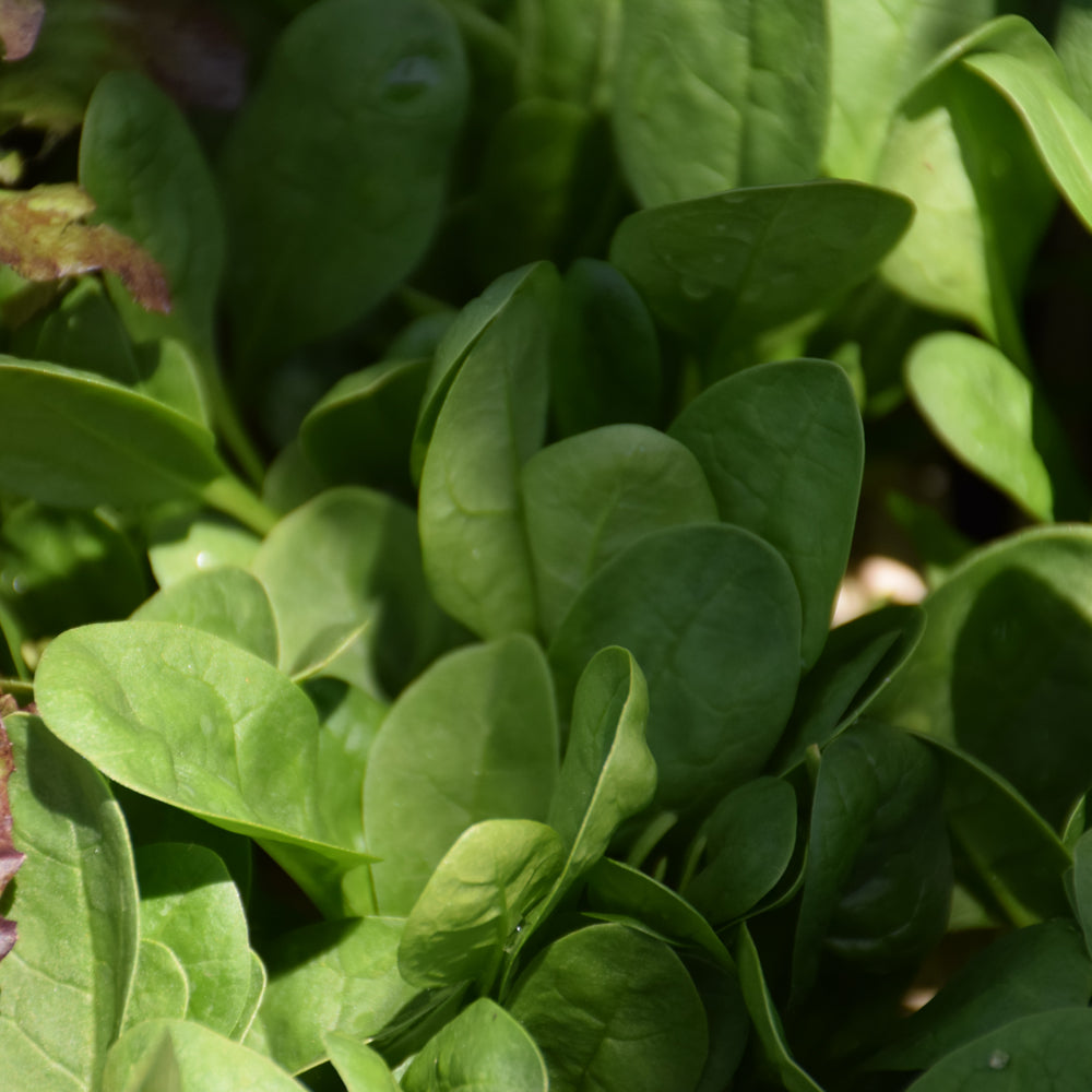 Organic Seed- Spinach Bloomsdale