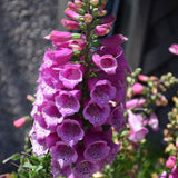 DIGITALIS DALMATIAN PURPLE