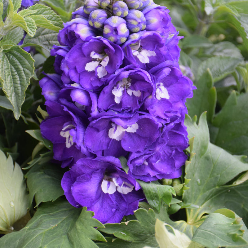 DELPHINIUM DARK BLUE/WHITE BEE