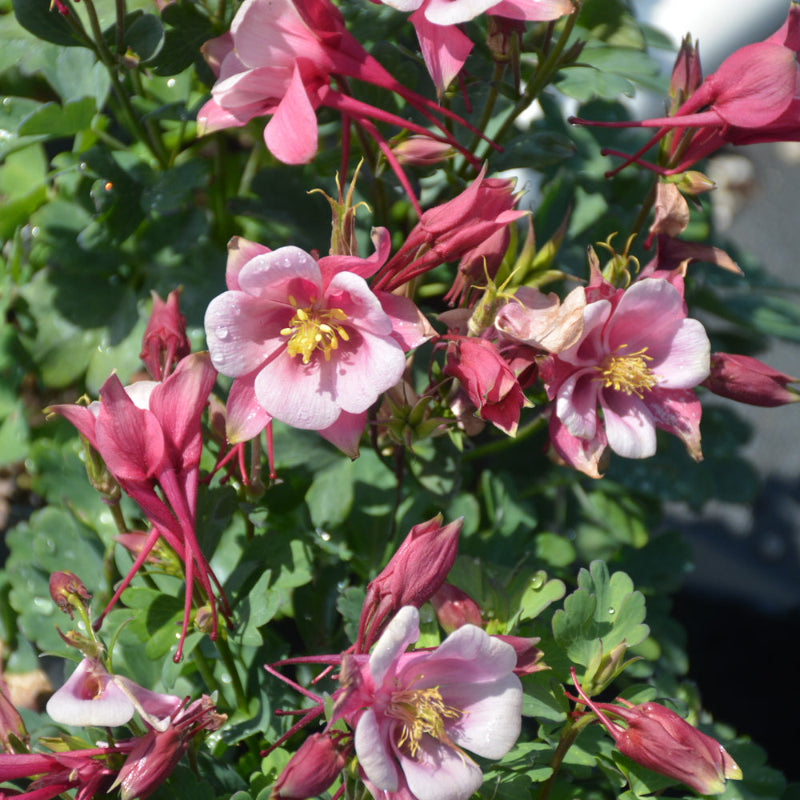 AQUILEGIA KIRIGAMI ROSE & PINK