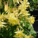 AQUILEGIA KIRIGAMI YELLOW