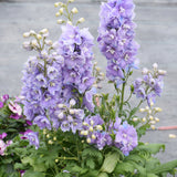 DELPHINIUM GUARDIAN LAVENDER