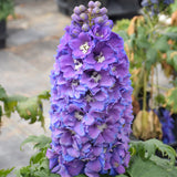 DELPHINIUM GUARDIAN BLUE