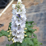 DELPHINIUM GUARDIAN WHITE