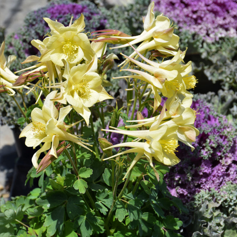 AQUILEGIA KIRIGAMI YELLOW