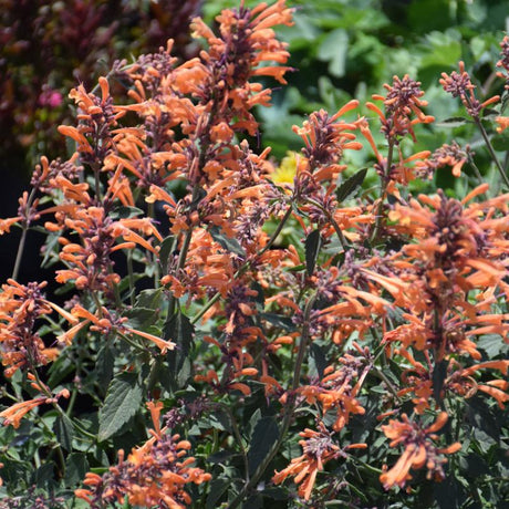 AGASTACHE KUDOS MANDARIN