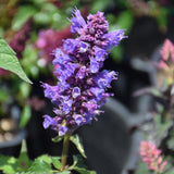 AGASTACHE BLUE BOA