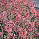 AGASTACHE KUDOS CORAL