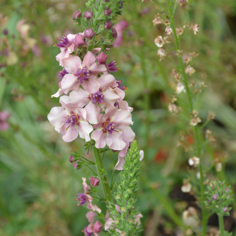 VERBASCUM LAVENDER LASS