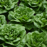 Seed- Head Lettuce Buttercrunch