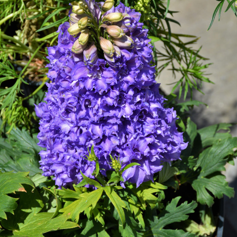 DELPHINIUM BREEZIN