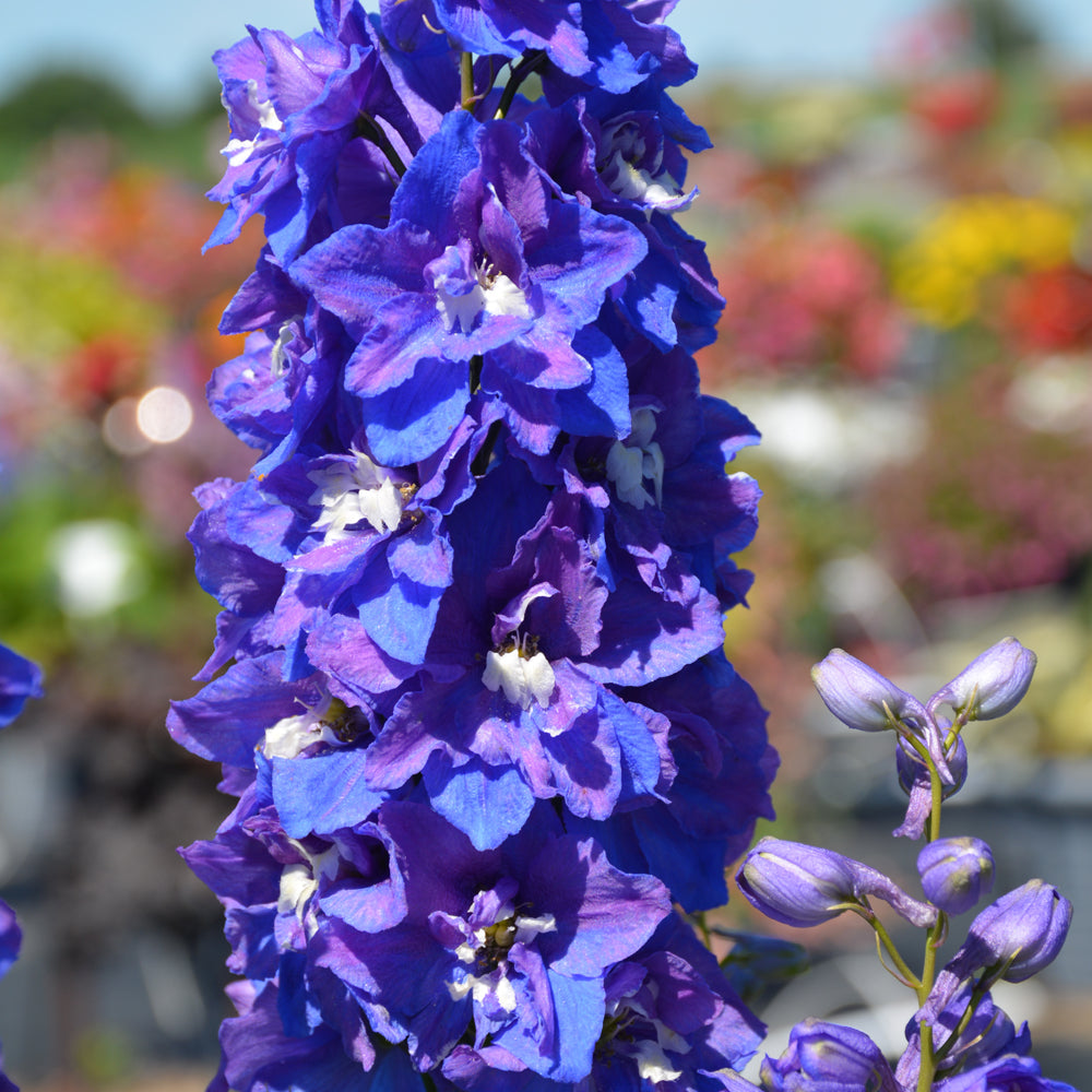 DELPHINIUM DASANTE BLUE