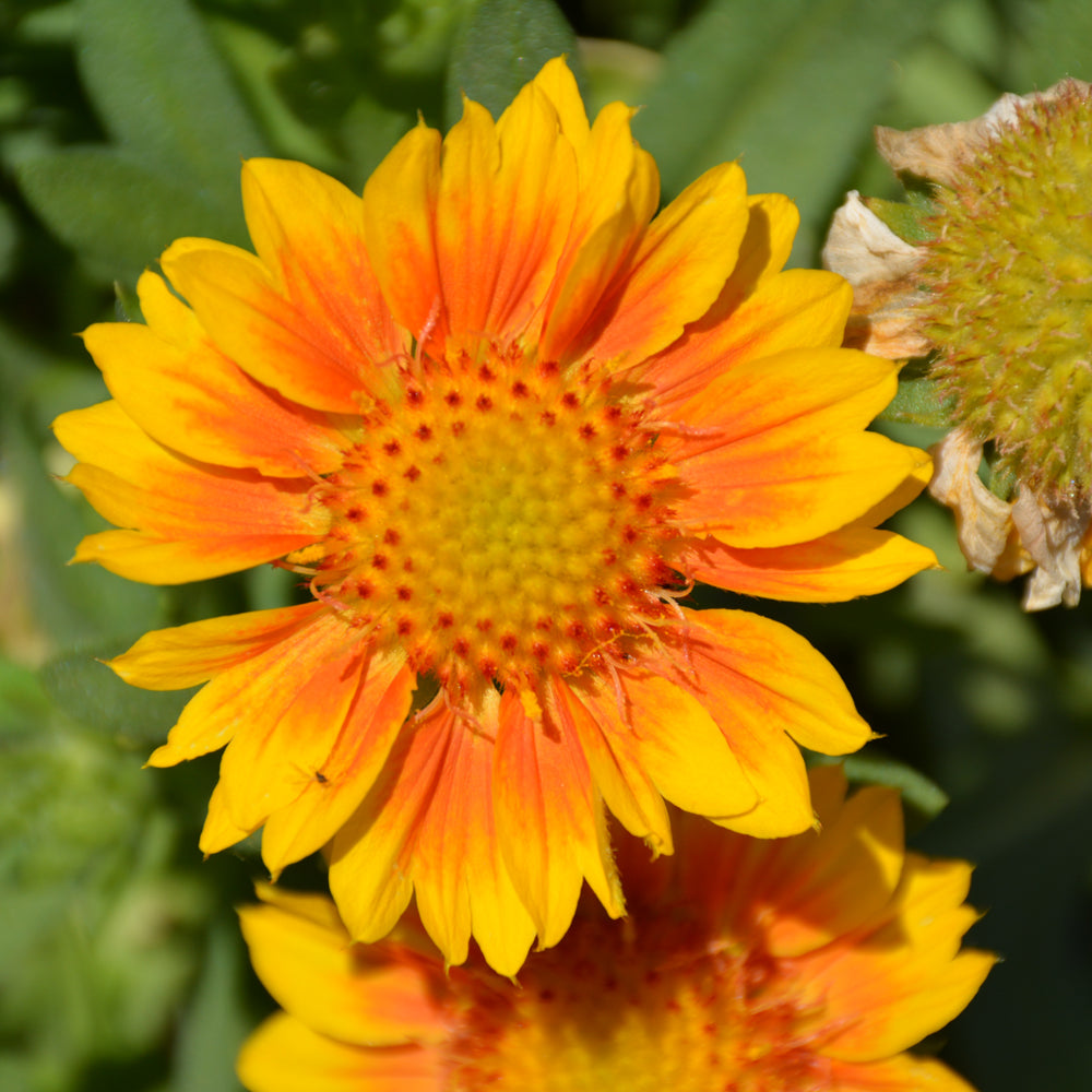 GAILLARDIA MESA PEACH