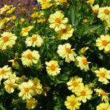 COREOPSIS SOLANNA GLOW