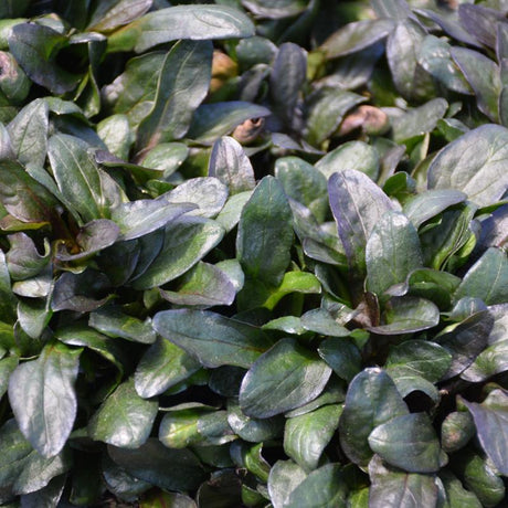 AJUGA BLUEBERRY MUFFIN