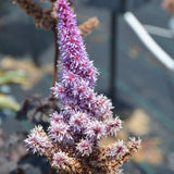 ASTILBE DARK SIDE OF THE MOON