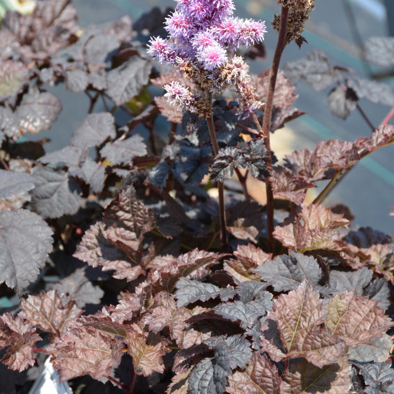 ASTILBE DARK SIDE OF THE MOON