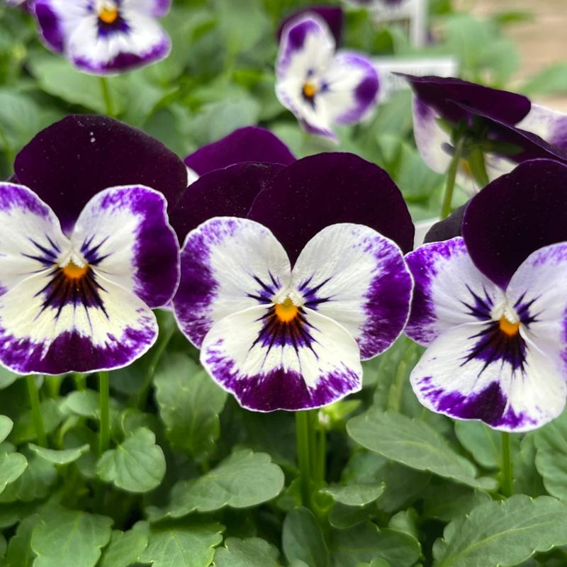 VIOLA PENNY MICKEY