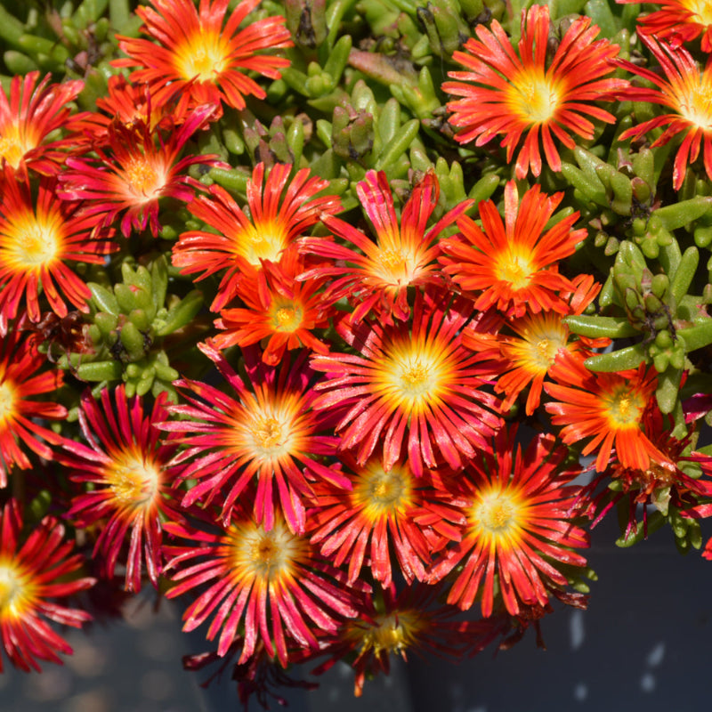 DELOSPERMA FIRE WONDER