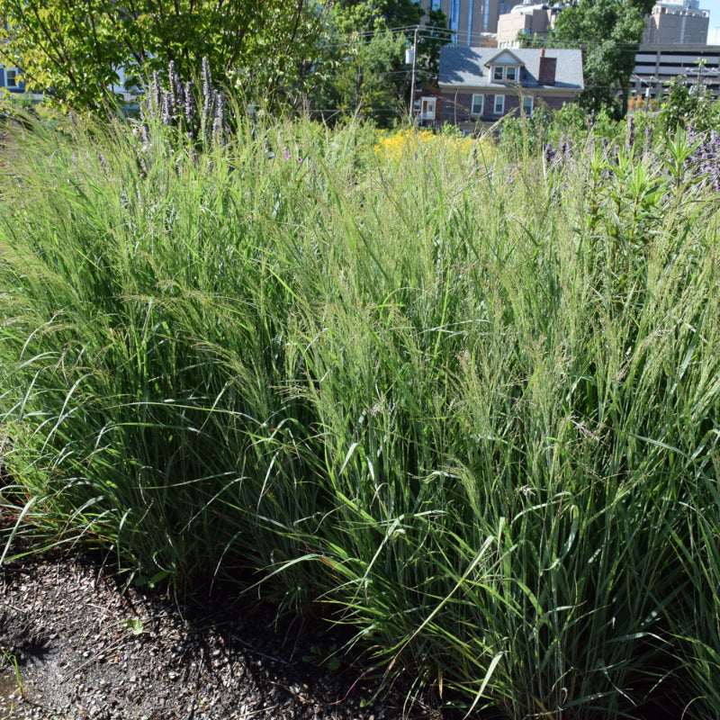 PANICUM PRAIRIE WINDS APACHE ROSE