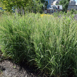 PANICUM PRAIRIE WINDS APACHE ROSE