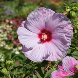 HIBISCUS SUMMERIFIC LILAC CRUSH