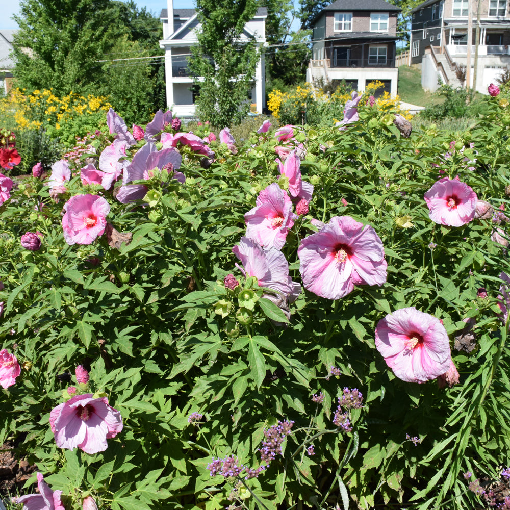 HIBISCUS SUMMERIFIC LILAC CRUSH