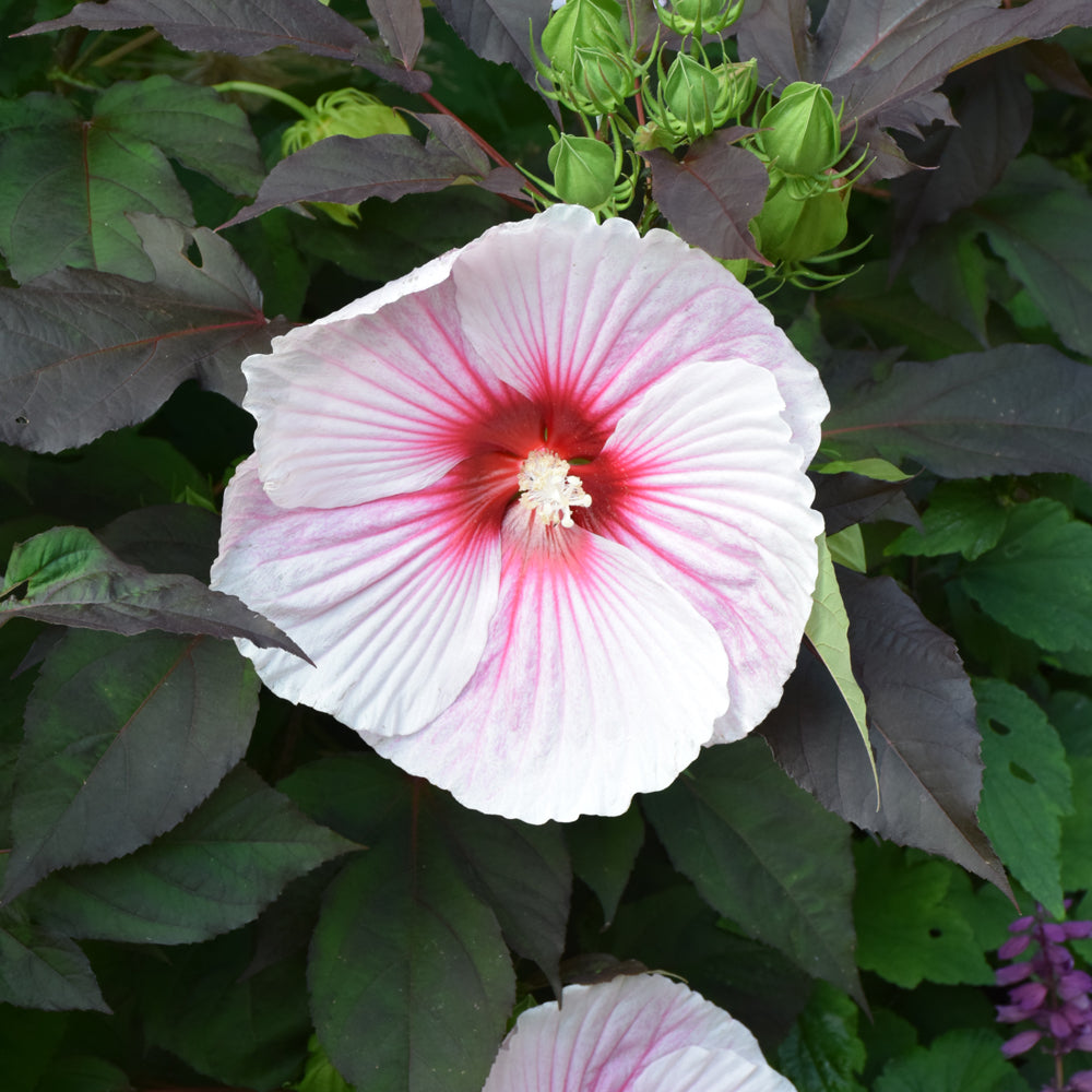 HIBISCUS DARK MYSTERY