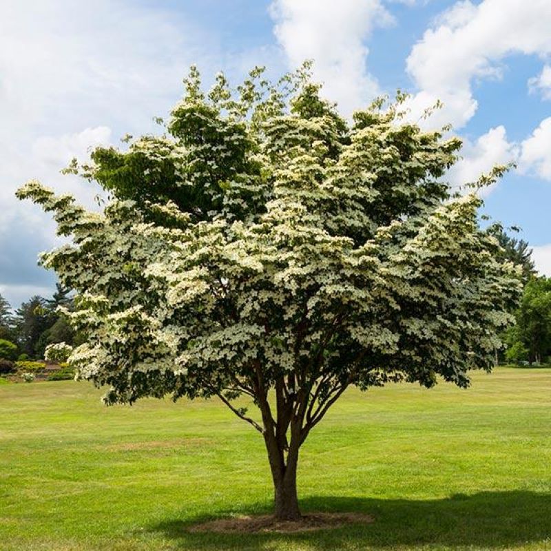 DOGWOOD KOUSA