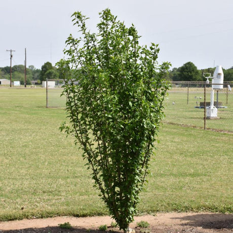 ROSE OF SHARON WHITE PILLAR