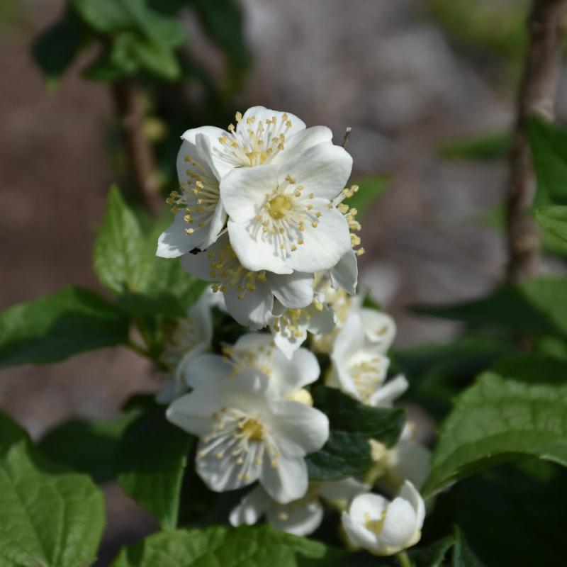 MOCK ORANGE ILLUMINATI TOWER