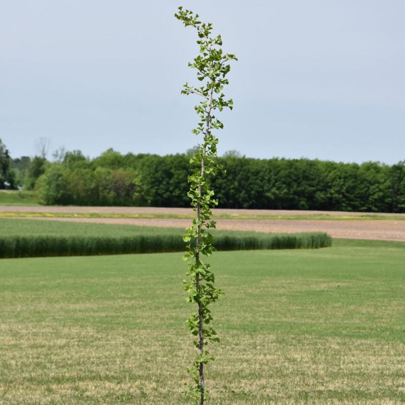 GINKGO SKYTOWER