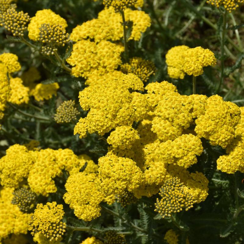 ACHILLEA SASSY SUMMER LEMON