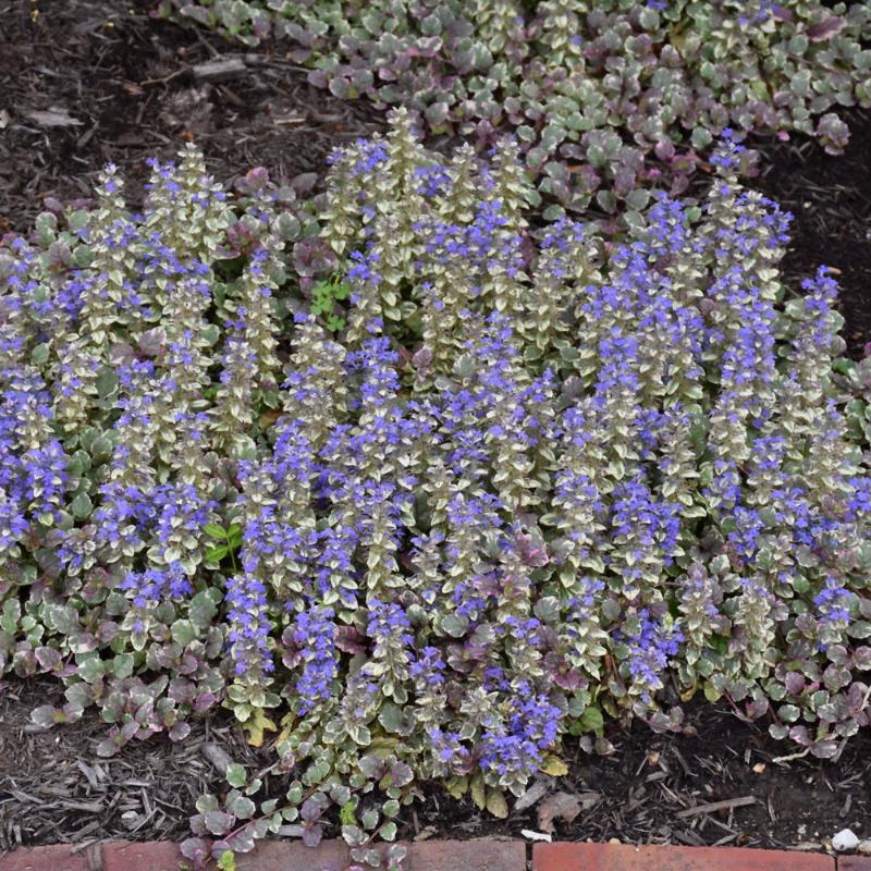 AJUGA BURGUNDY GLOW