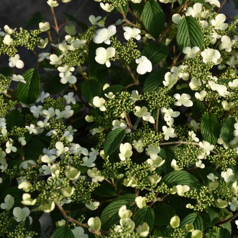 VIBURNUM STEADY EDDY