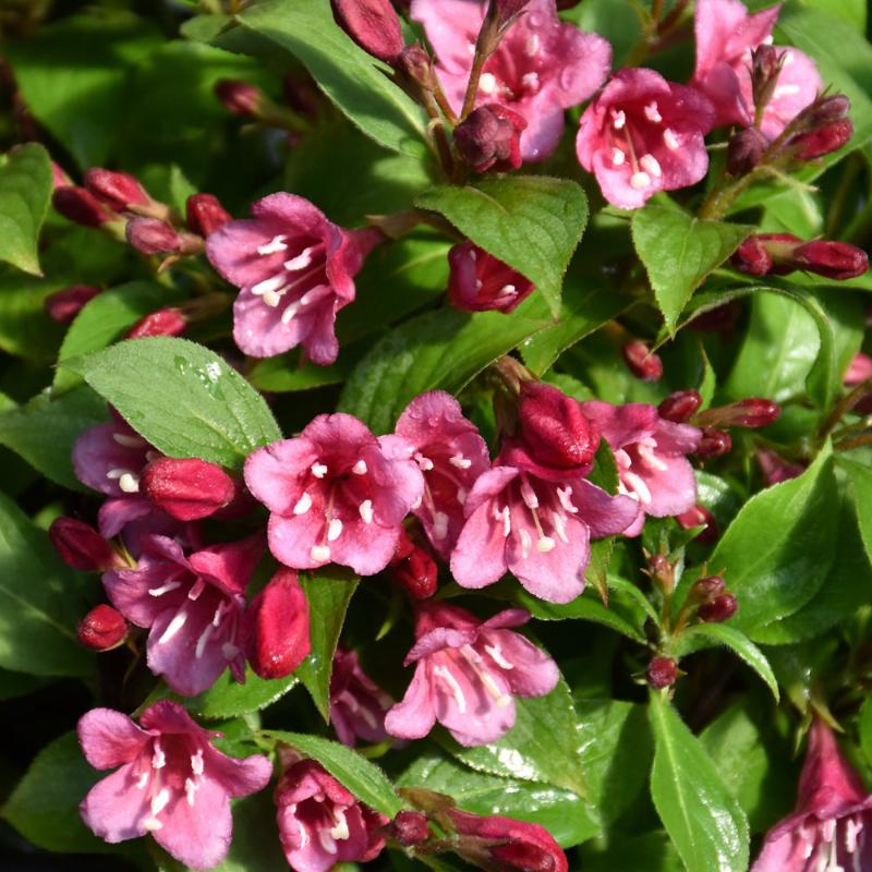 WEIGELA SNIPPET DARK PINK